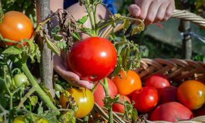 Zawsze rób to z pomidorami. Będą owocować aż do przymrozku
