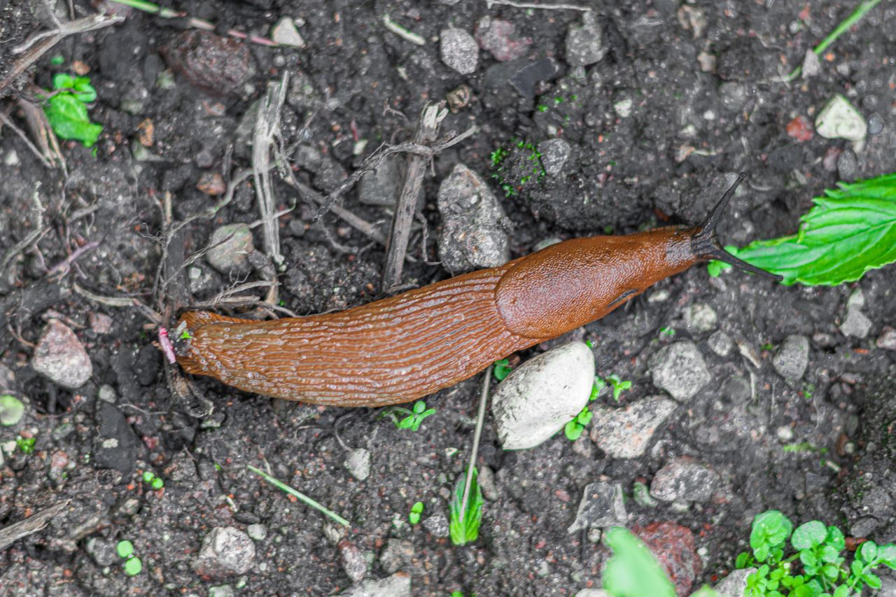 How to get rid of Spanish slugs from the garden?