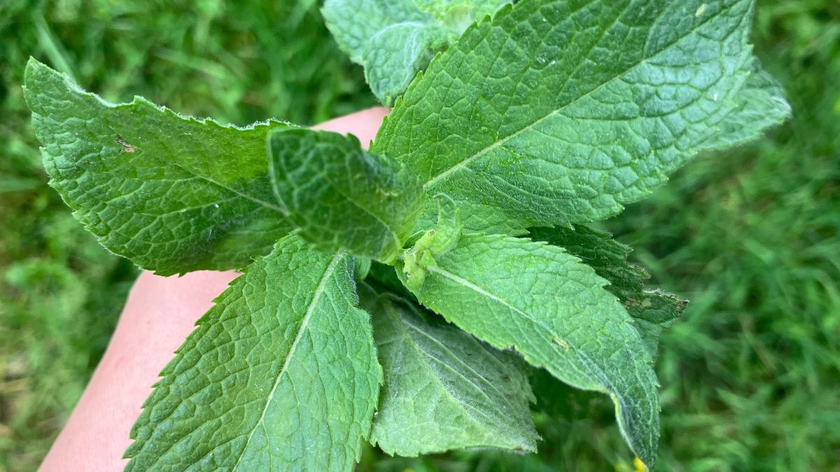 Z łatwością rozpoznasz ją po zapachu