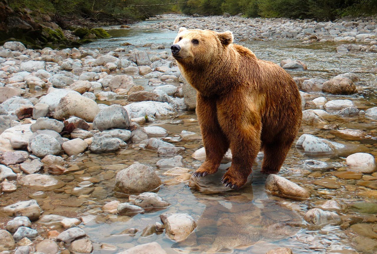 W Tatrach słychać wielkie ryki. To niedźwiedzie?