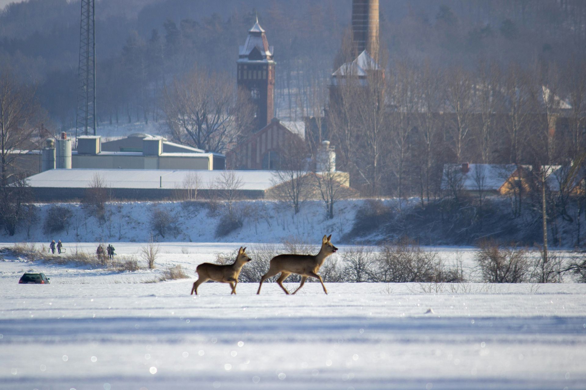 wiadomości,aktualności,WP Wiadomości Dzikie zwierzęta na drogach. Trzy kolizje w kilka dni