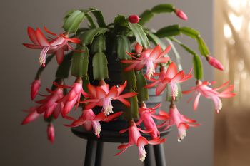 Rozkrusz aspirynę i wsyp do doniczki. W święta kwiaty zachwycą pięknem