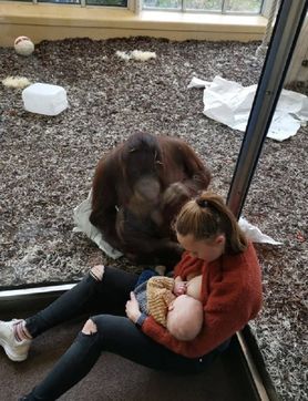 Niezwykły gest orangutana. Zwierzak chciał pomóc matce karmiącej dziecko