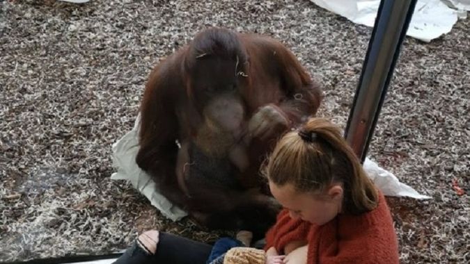 Orangutan w zoo wspierał matkę karmiącą piersią