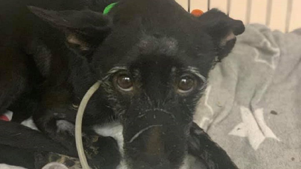 Mężczyzna wlał psu do pyska środek żrący 