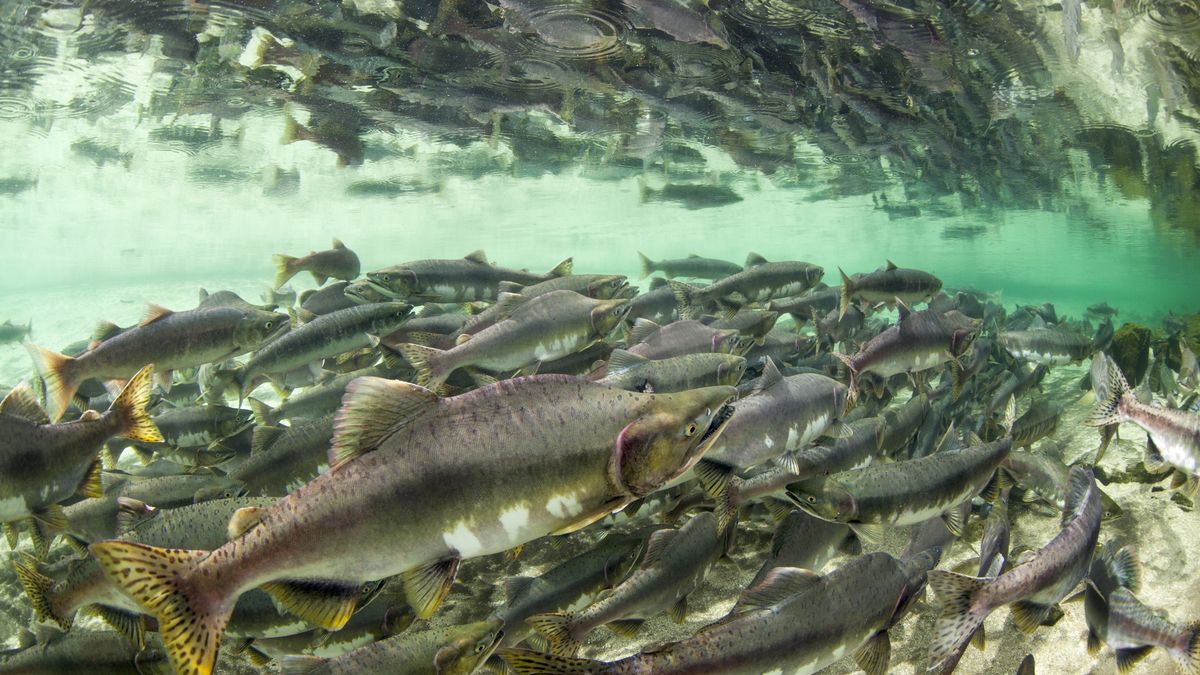 Łososie - zdjęcie ilustracyjne