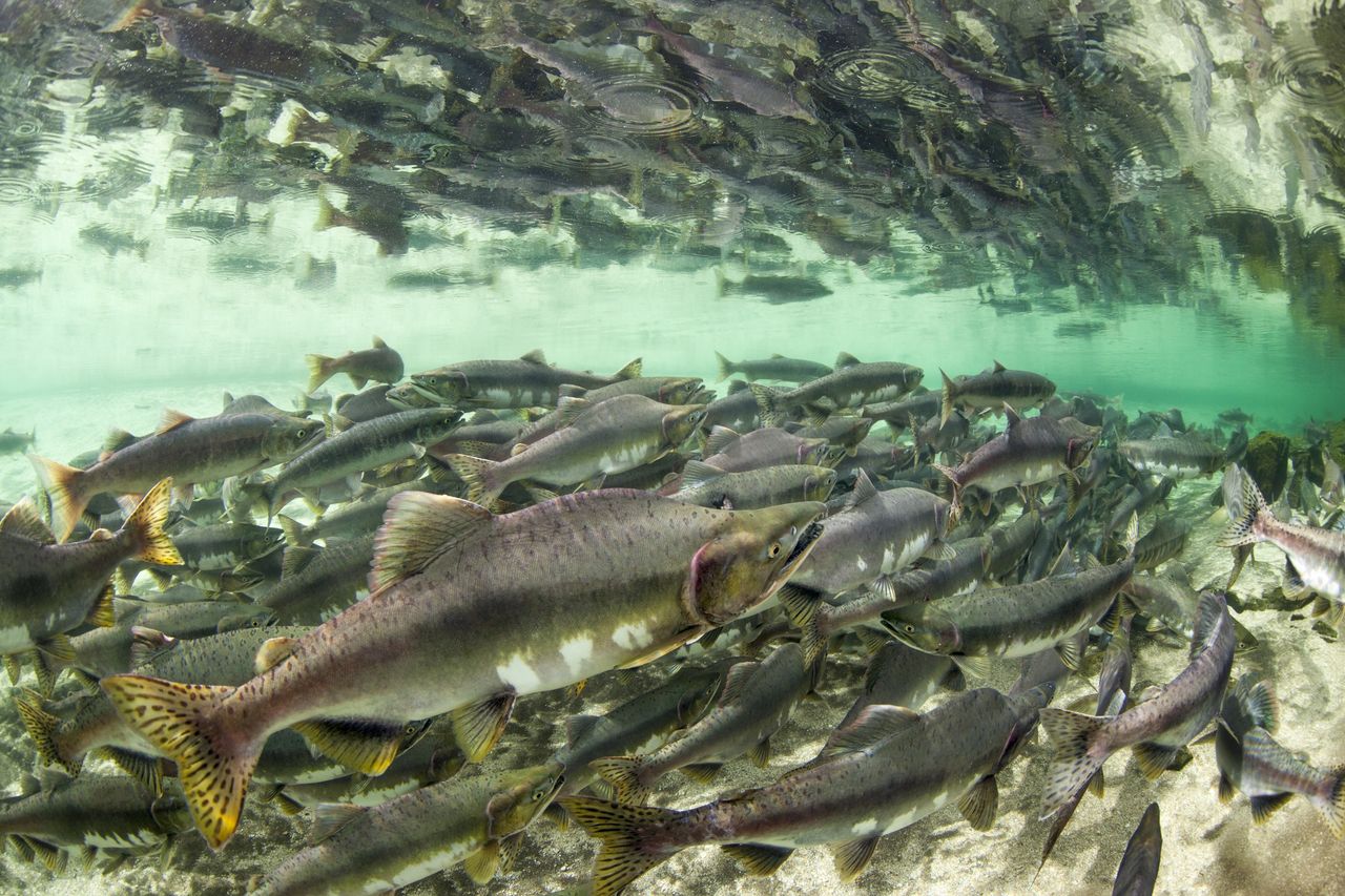 Kokaina w wodzie zmienia zachowanie łososi. Są dowody