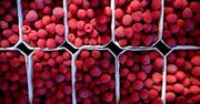 Cena malin może zaskoczyć. Jest dwa razy drożej niż rok temu
