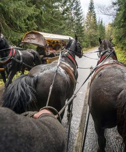 Morskie Oko. Wyrok dla fiakrów za znęcanie się nad końmi