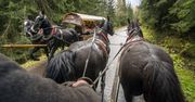 Morskie Oko. Wyrok dla fiakrów za znęcanie się nad końmi