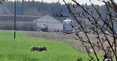 Wilki przechadzają się po chodnikach. Mieszkańcy chcą odstrzału