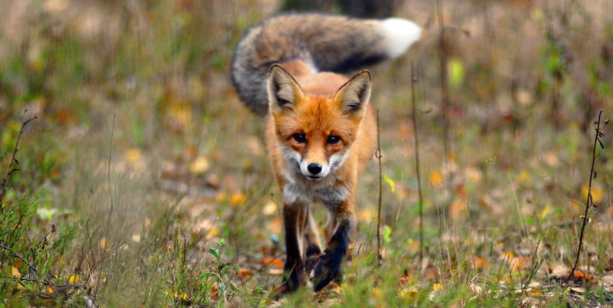 Jesienna akcja szczepienia lisów