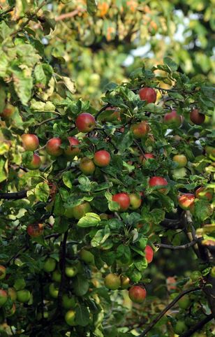 Co grozi za kradzież owoców z cudzego ogrodu? Prawo mówi jasno