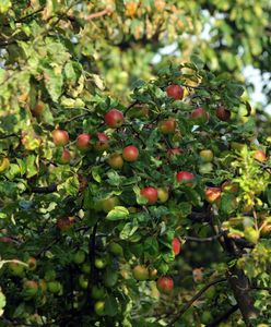 Co grozi za kradzież owoców z cudzego ogrodu? Prawo mówi jasno