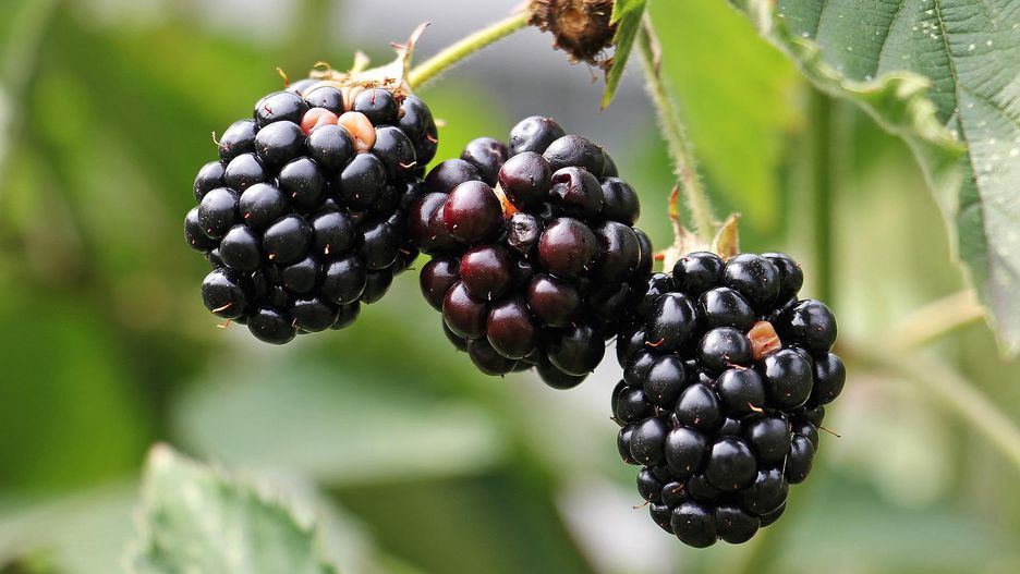 Cena jeżyn. Ile kosztują jeżyny w 2022 roku?