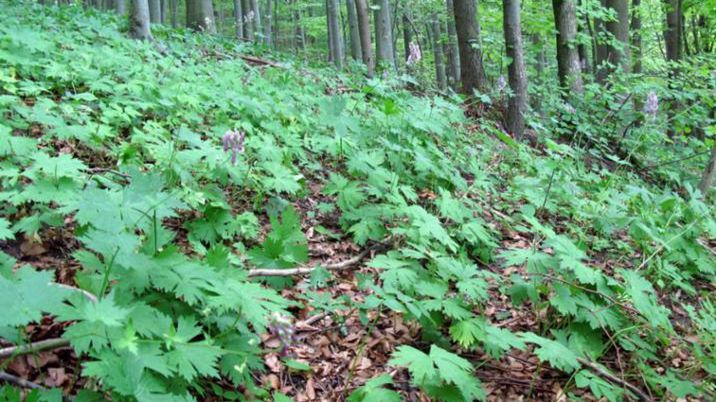 Tojad - występowanie, rozpoznanie, historia, zagrożenie