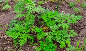 Wkrótce będzie wszędzie. Kto dotknie, ten pożałuje