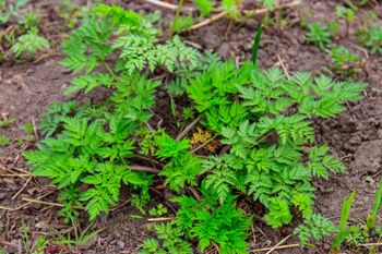 W Polsce jest już wszędzie. Kto się pomyli, ten pożałuje