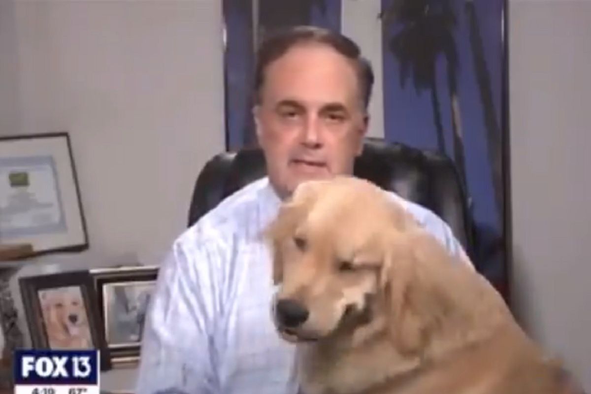 Pies telewizyjnego meteorologa przerwał transmisję na żywo