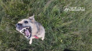 Warszawa: Pies wydostał się z posesji i zaatakował. Leoś nie żyje