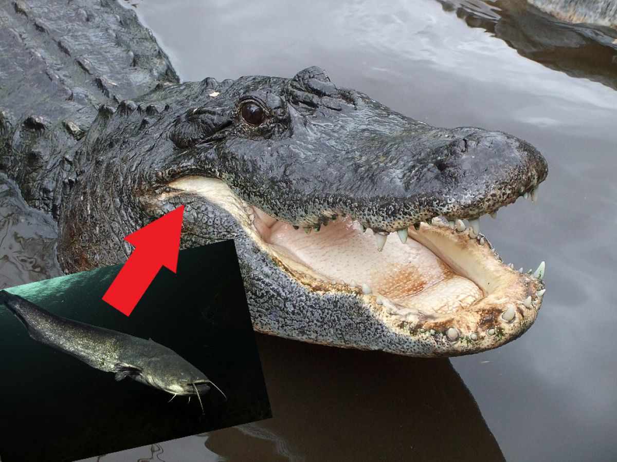 Naukowcy stworzyli hybrydę aligatora i suma