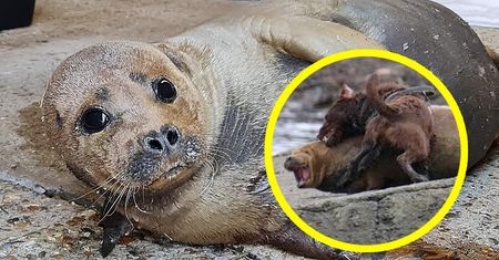 Mieszkańcy ją uwielbiali. "Była taka kochana". Brutalny atak