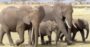 Niezwykłe ustalenia naukowców. Słonie zwracają się do siebie po imieniu
