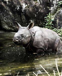 W ZOO urodził sie mały nosorożec!