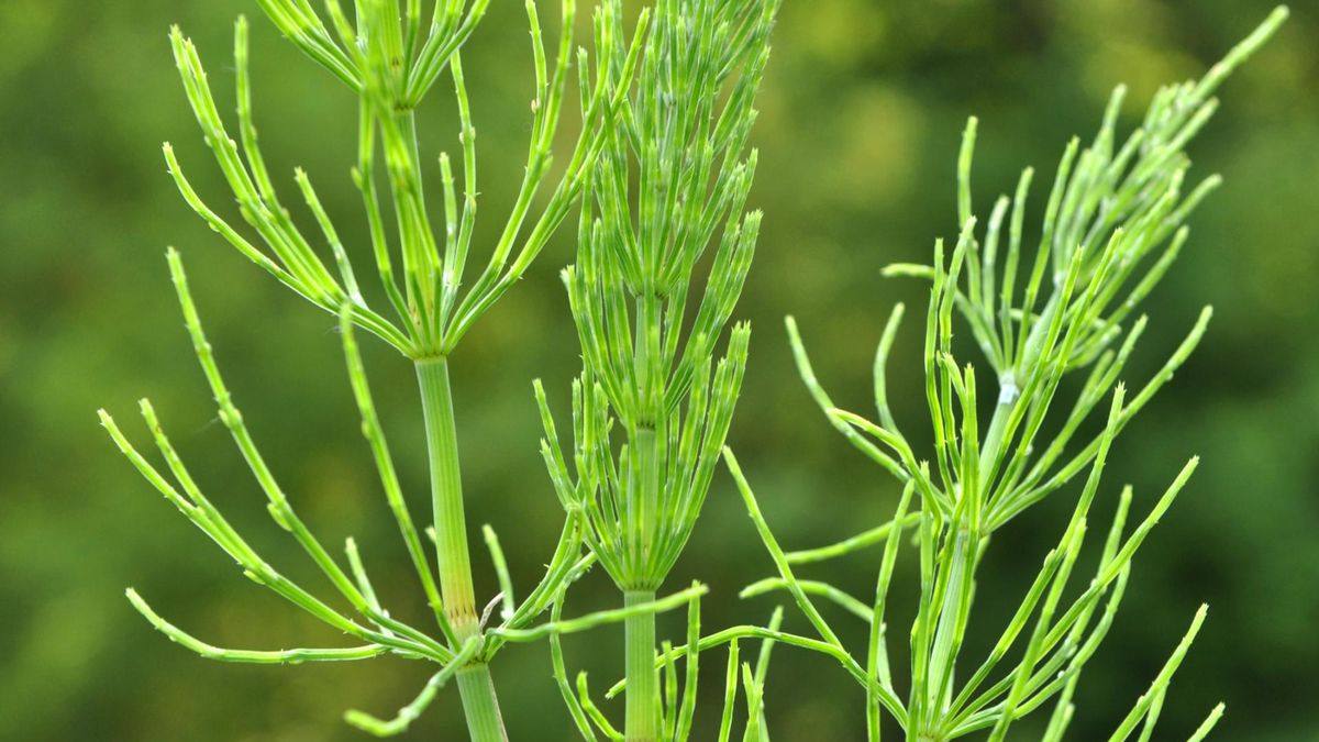Nie tylko na włosy i paznokcie. Odtruje też organizm, wzmocni naczynia krwionośne i zadba o nerki
