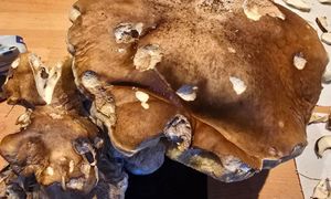 Rekordowy prawdziwek z Niemiec. Trafił na giganta