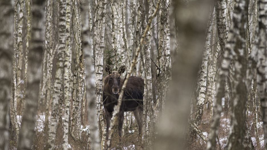 Łoś  w Biebrzańskim Parku Narodowym.