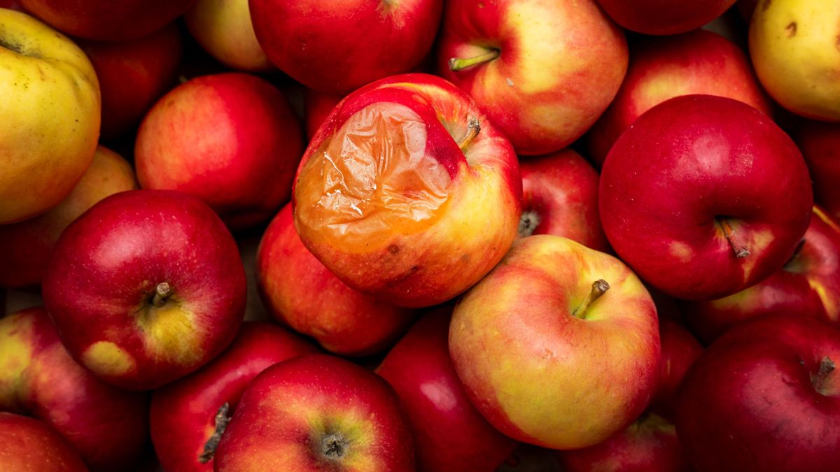Patulina to powód, dla którego należy dokładnie wybierać owoce
