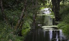 Ryś zastrzelony pod Drawskiem Pomorskim. Zwierzę wrzucono do rzeki