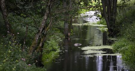 Ryś zastrzelony pod Drawskiem Pomorskim. Zwierzę wrzucono do rzeki