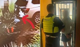 Zuchwała ogrodniczka z Trójmiasta. Nocą kradła egzotyczne rośliny