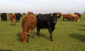 Pierwszy taki transport z kraju Mercosur. Oto szczegóły