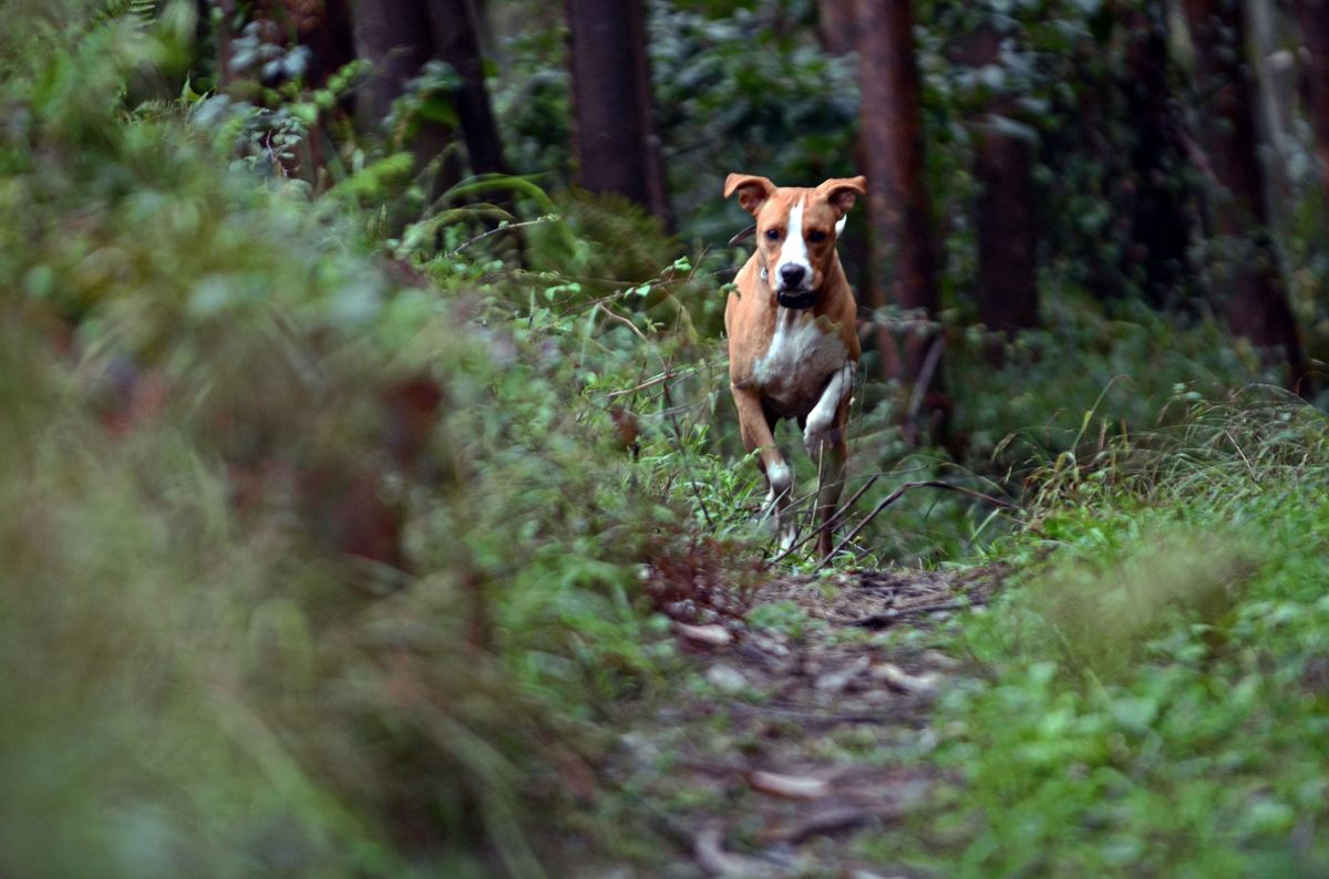 Warszawa. Obowiązuje zakaz wprowadzania psów do lasu