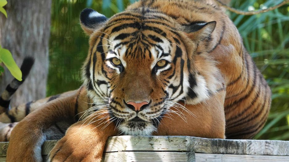 TemporaryThis undated image courtesy of the Naples Zoo at Caribbean Gardens in Naples, Florida, and released Dcember 30, 2021, shows Eko, the zoo's Malayan tiger. - Eko was shot dead at the Florida zoo after biting a cleaner who had put his arm through the fencing of its enclosure, law enforcement and local media said. The cleaner at the Naples Zoo was "was either petting or feeding" the eight-year-old  tiger, "both of which are unauthorized and dangerous activities," the Collier County sheriff's office said in a statement on Facebook late on December 29. (Photo by Naples Zoo at Caribbean Gardens / AFP) / RESTRICTED TO EDITORIAL USE - MANDATORY CREDIT "AFP PHOTO / Courtesy of the Naples Zoo at Caribbean Gardens" - NO MARKETING - NO ADVERTISING CAMPAIGNS - DISTRIBUTED AS A SERVICE TO CLIENTS-