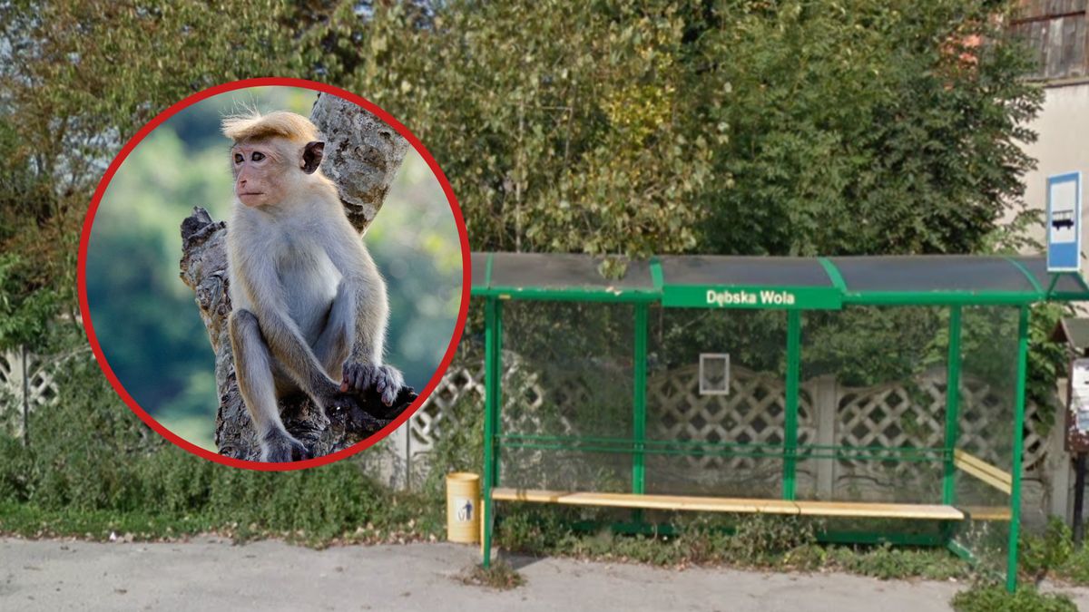 Małpka pojawiała się w DębskiejWoli i Chałupkach(świętokrzyskie)