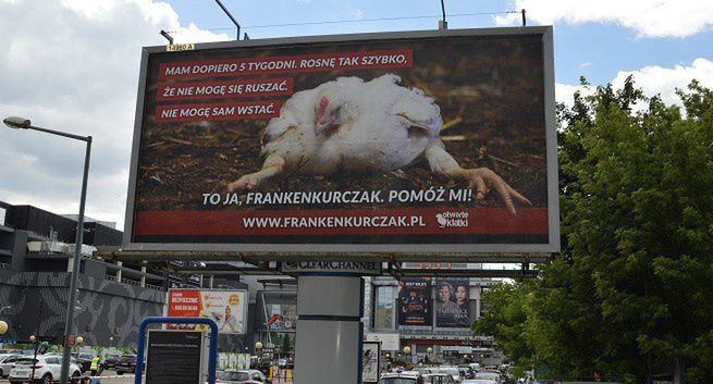 Stowarzyszenie Otwarte Klatki billboardami „Frankenkurczak" walczy  o poprawę warunków życia kur