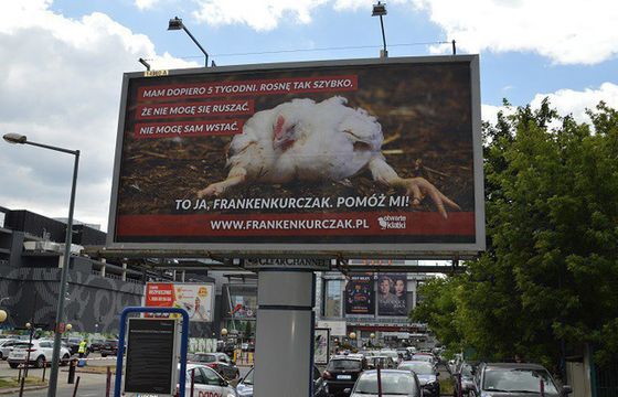 Stowarzyszenie Otwarte Klatki billboardami „Frankenkurczak" walczy  o poprawę warunków życia kur