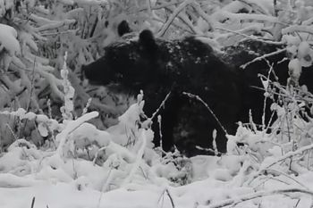 Dostrzegli go w Bieszczadach. "Czas spać"