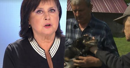 Kuriozalna "Sprawa dla reportera". Ciapunio oskarżony o zjedzenie 100 główek kapusty