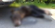 Ktoś strzelał do niedźwiedzia. Konał kilka dni. Prokuratura wszczęła śledztwo