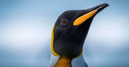 U pingwinka coraz lepiej. Nowy Linux zgłasza gotowość