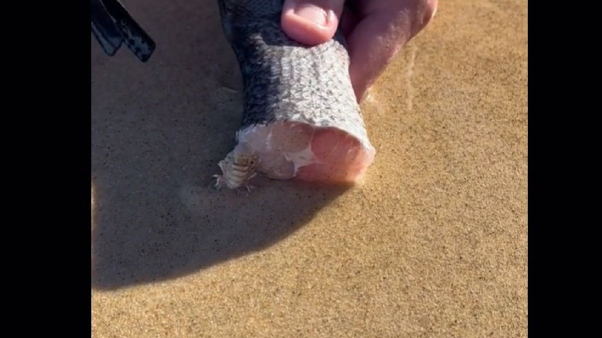 Szokujące nagranie z TikToka.