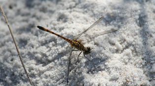 Owad, który potrzebuje zimy. Cichy wskaźnik zmian klimatu