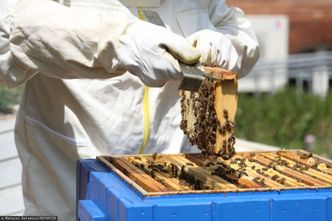 Wzięli pod lupę polskie miody. Oto co w nich znaleźli