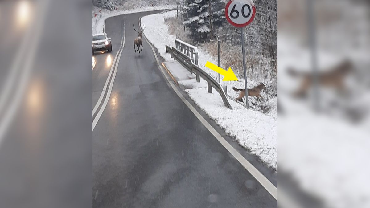 Jeleń uciekał drogą, a wilk uciekł do lasu.