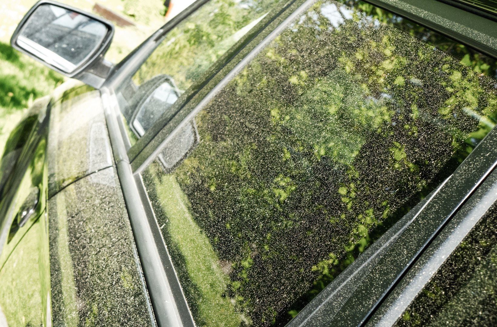 Co aktualnie pyli w Ełku? Zobacz kalendarz dla alergików 2025